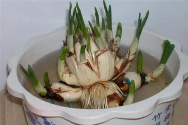 水仙花矮壮素的使用方法，主要是进行泡根