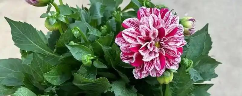如何盆栽大丽花，每隔3-5天浇一次水