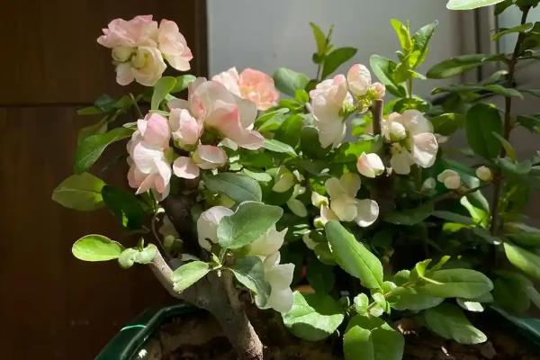 海棠秋季开花正不正常,是正常现象