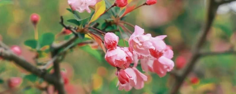 海棠秋季开花正不正常，是正常现象