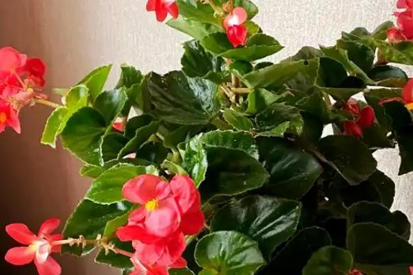海棠秋季开花正不正常,是正常现象