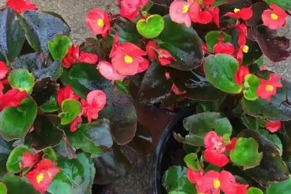 海棠秋季开花正不正常,是正常现象