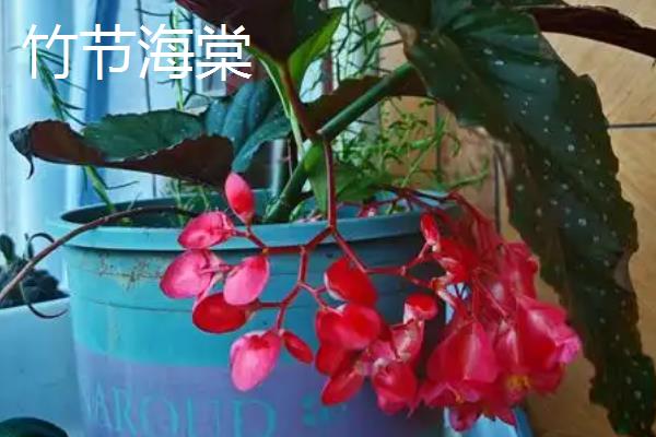 海棠秋季开花正不正常,是正常现象
