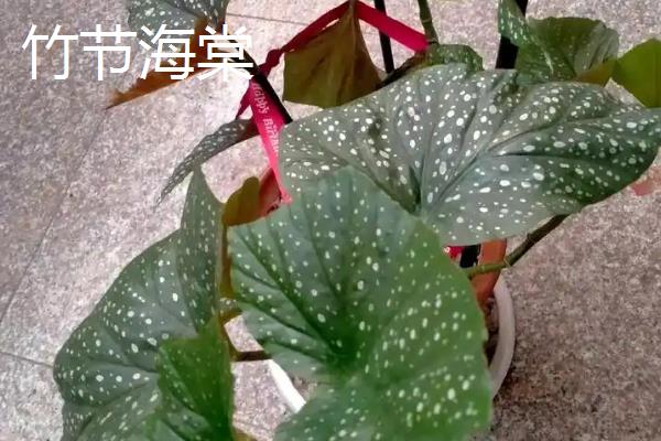海棠秋季开花正不正常,是正常现象