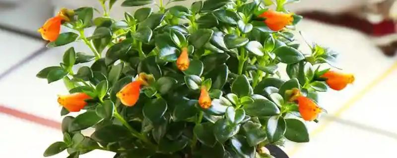 金鱼草怎么养殖,生长期间每隔半个月追施一次肥料