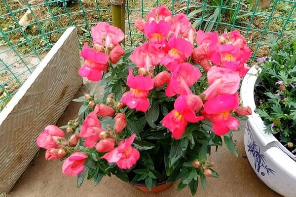 金鱼草怎么养殖,生长期间每隔半个月追施一次肥料