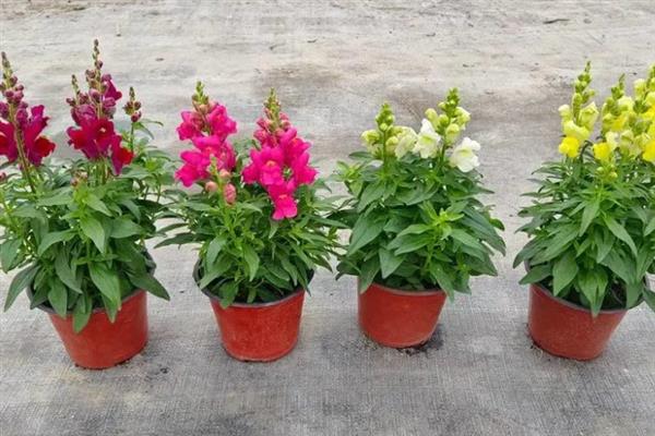 金鱼草怎么养殖,生长期间每隔半个月追施一次肥料