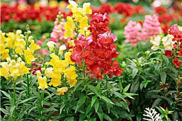 金鱼草怎么养殖,生长期间每隔半个月追施一次肥料