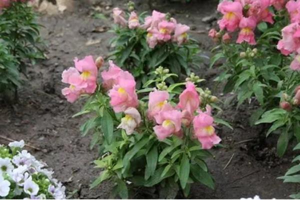 金鱼草怎么养殖,生长期间每隔半个月追施一次肥料