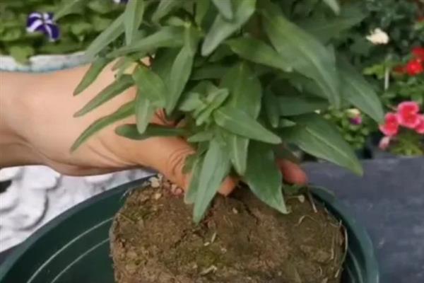 金鱼草怎么养殖,生长期间每隔半个月追施一次肥料