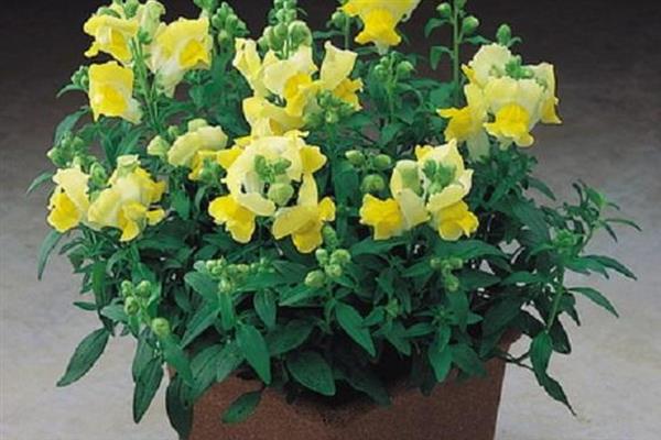 金鱼草怎么养殖,生长期间每隔半个月追施一次肥料