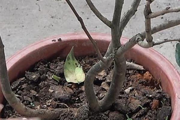 茶花枝条干枯怎么处理，需保证充足的光照和温暖的环境