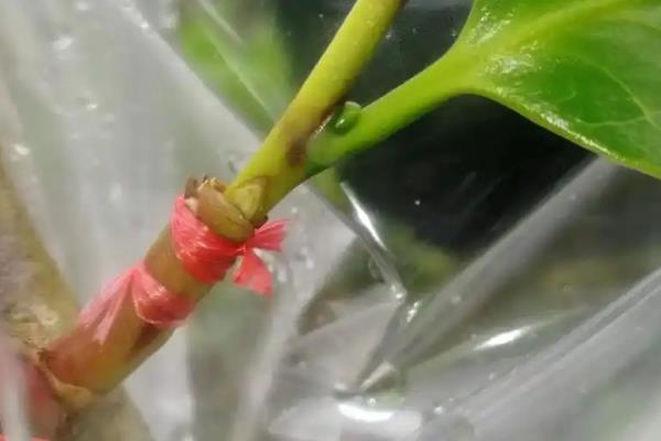 茶花枝条干枯怎么处理，需保证充足的光照和温暖的环境