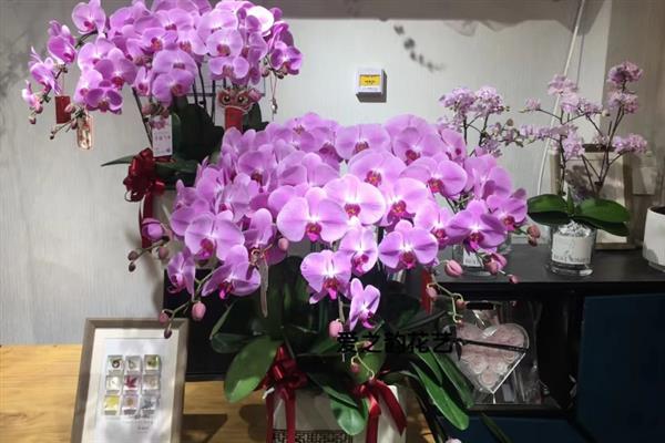 蝴蝶兰抽剑与新根有什么区别，花剑在叶腋下方、新根在叶腋两边