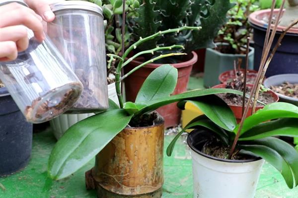 蝴蝶兰抽剑与新根有什么区别，花剑在叶腋下方、新根在叶腋两边