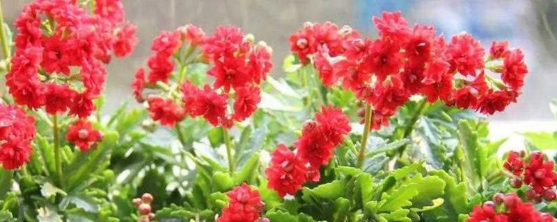 怎么养殖圣诞伽蓝花，充分晒光可促进枝叶生长