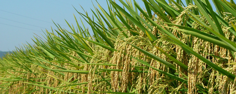 深两优086水稻种子特点，播种前宜用咪鲜胺浸种