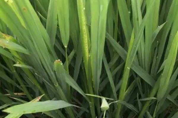 华两优4025水稻品种简介，5月下旬至6月上旬播种