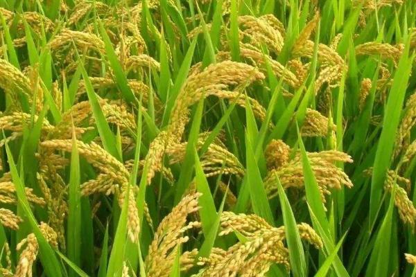 华两优4025水稻品种简介，5月下旬至6月上旬播种