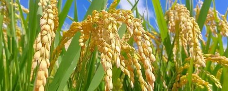 华两优4025水稻品种简介，5月下旬至6月上旬播种