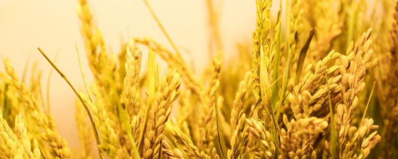 扬籼优3135水稻品种的特性，秧田亩播种量10.0千克
