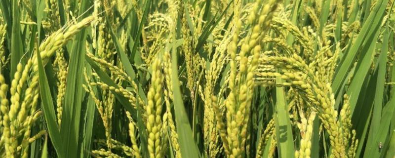 粒香优1466水稻种子特点，6月中旬播种