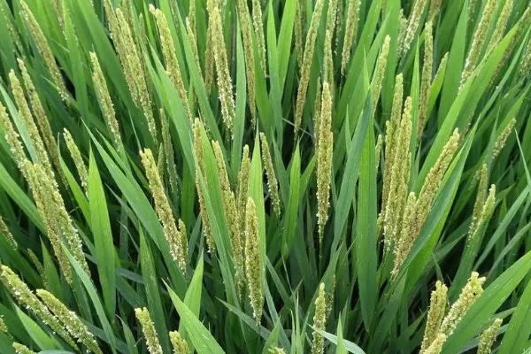 玉欣丝苗水稻种子特征特性,每亩有效穗数19.8万