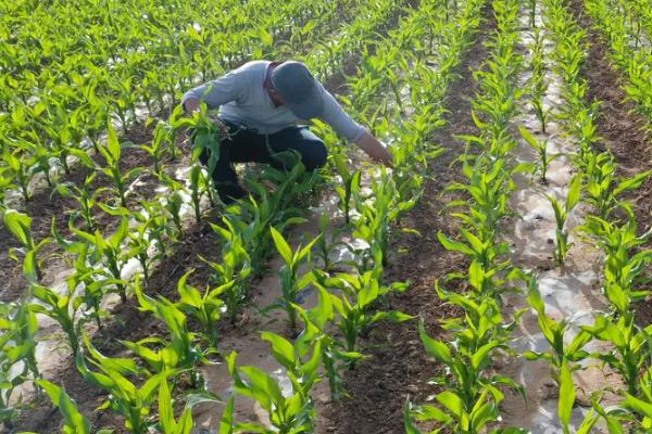 霸王香糯玉米种子介绍，全生育期叶片数18.0