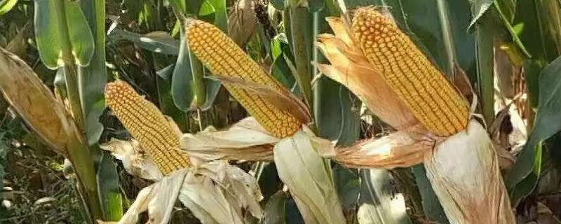 鲜香糯268玉米品种简介，以充分发挥品种特性
