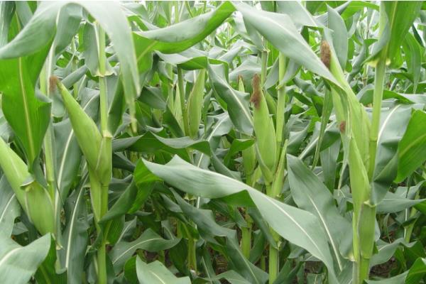 鲜香糯268玉米品种简介，以充分发挥品种特性