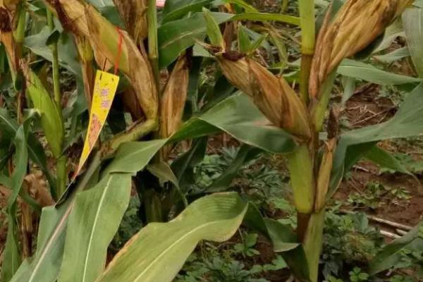 霸王香糯玉米种子介绍，全生育期叶片数18.0