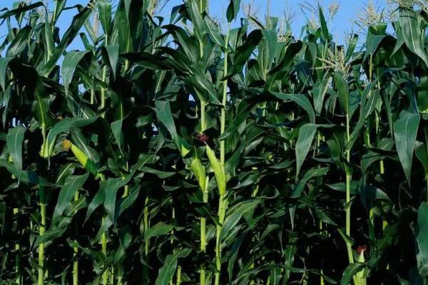 壮邦玉2号玉米品种的特性，保证水分播种后盖土均匀