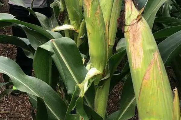 壮邦玉2号玉米品种的特性，保证水分播种后盖土均匀