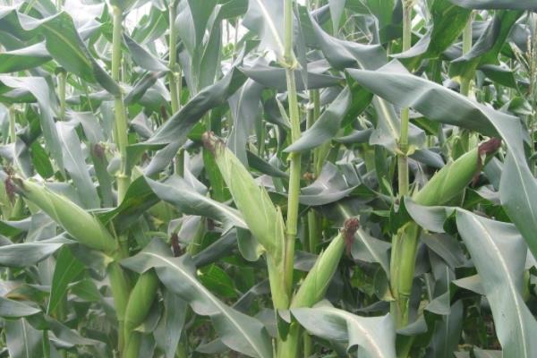 庆甜糯983玉米品种简介