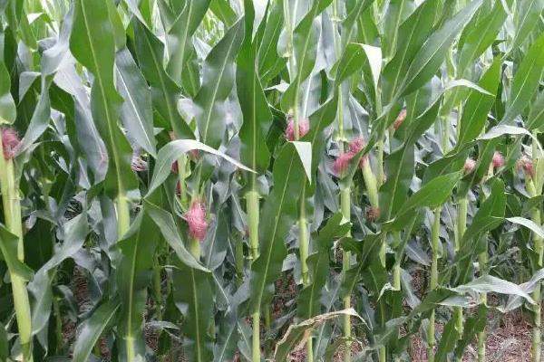 景甜糯1918玉米种子介绍