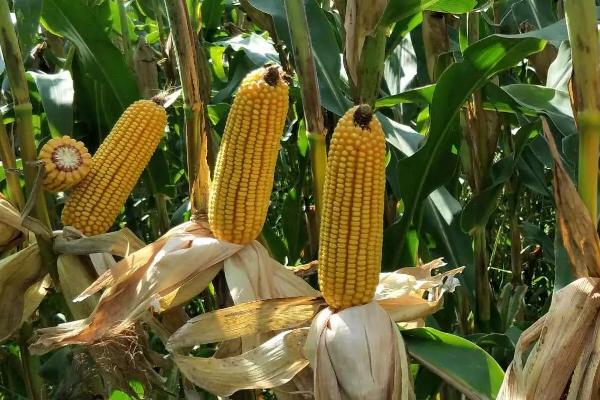 庆甜糯983玉米品种简介