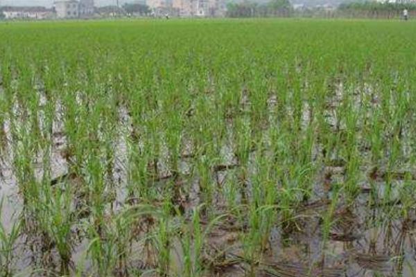 秋香优302水稻品种的特性，每亩有效穗数18.4万