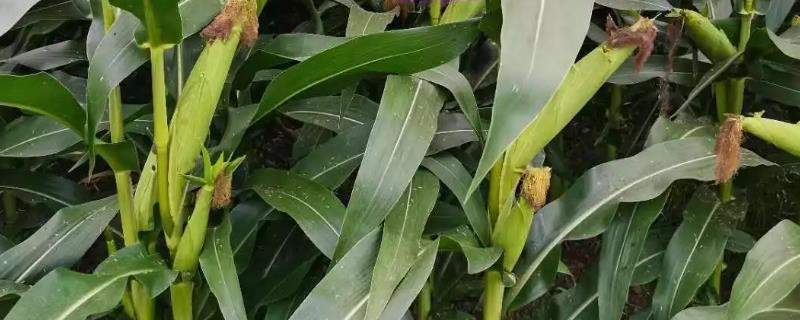 凤单88玉米种子特点，全生育期叶片数21