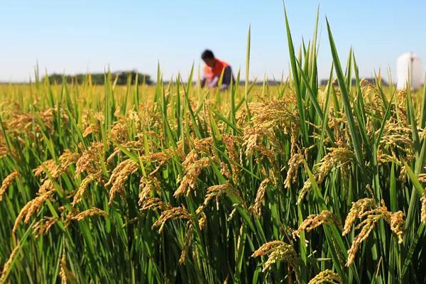 玉欣丝苗水稻种子特征特性,每亩有效穗数19.8万