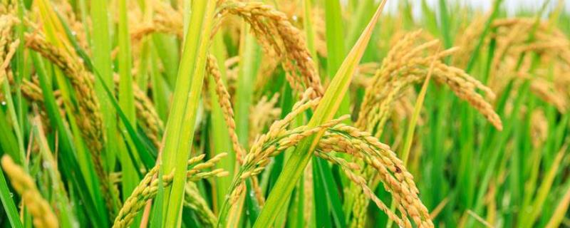 留香优2115水稻品种的特性，全生育期平均134.8天