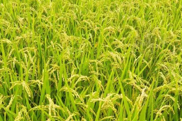福兴优6559水稻种子简介，每亩秧田播种量8-10kg