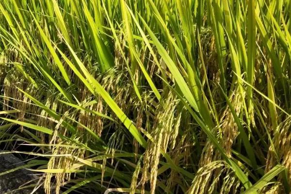 东香优丝苗水稻品种的特性,每亩苗数达18万时