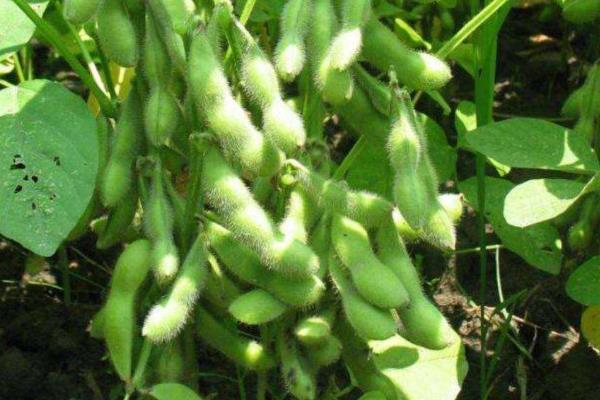 万鲜4号大豆种子介绍，该品种属菜用春大豆