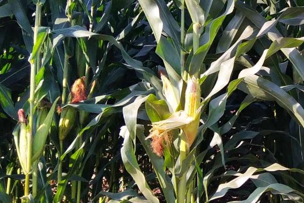 爱糯7号玉米品种简介，在区试3333株/亩密度下