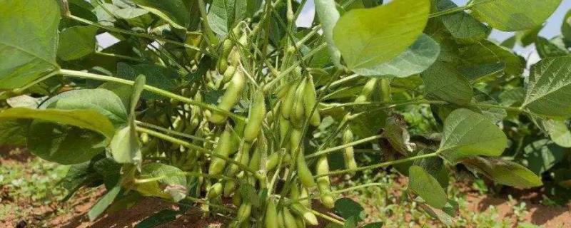 万鲜4号大豆种子介绍,该品种属菜用春大豆
