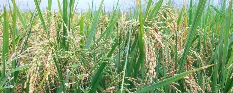 福兴优6559水稻种子简介，每亩秧田播种量8-10kg