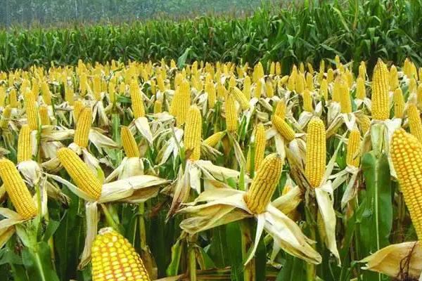 晶香糯8号玉米品种简介，苗期及时防治地下害虫