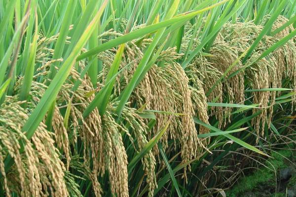 菁两优香蜜水稻种子介绍，全生育期139.7天