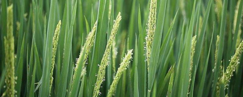 奇两优329水稻品种的特性，感温籼型两系杂交稻品种