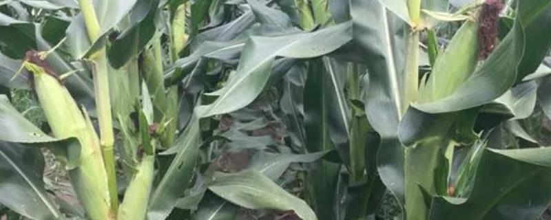 爱糯7号玉米品种简介，在区试3333株/亩密度下